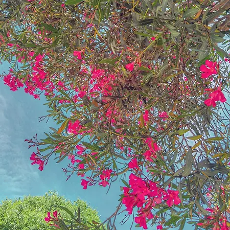 Apartment Residence-galant